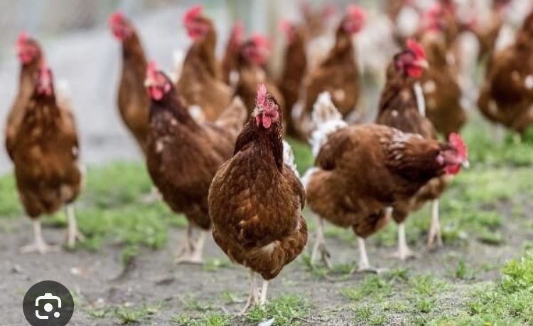 Ломан Браун і/я