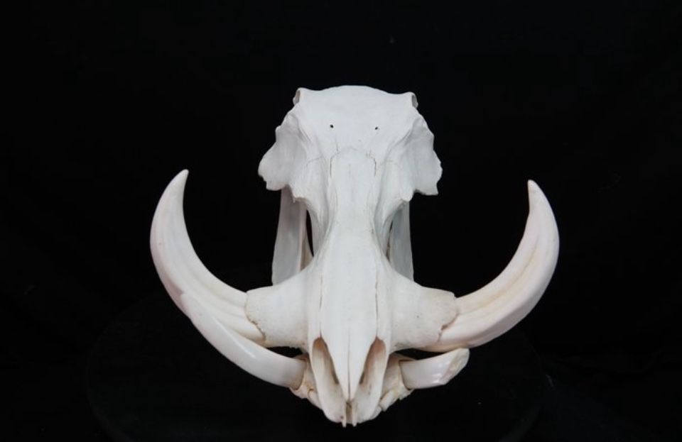 Crânio Javali Africano