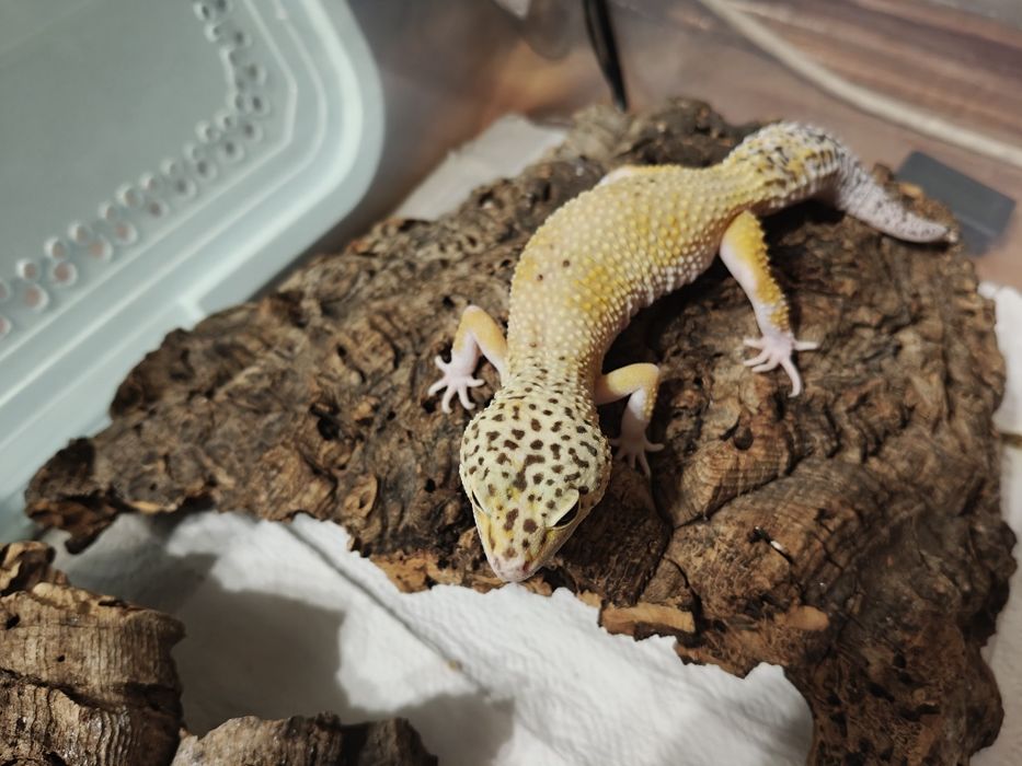 Gekon lamparci samiczka tengerine albino het eclipse