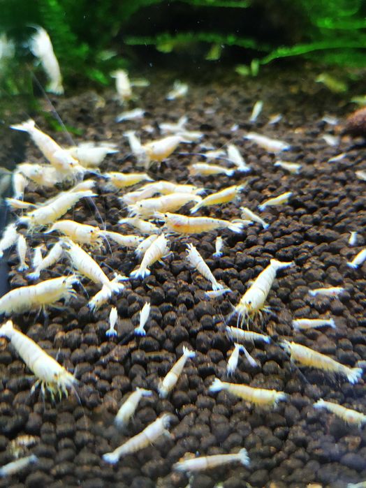 Krewetki Caridina PWL Pure White Line ZAMIANA GRATIS PROMOCJA