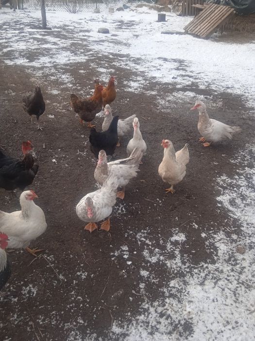 Продам пару або сім'ю індокачок