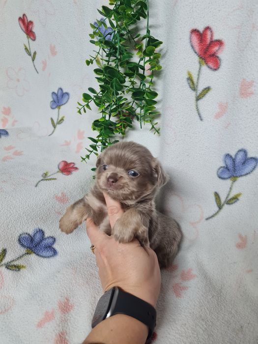 Excelente mini pelo comp Chihuahua/Chiuaua Linhagem Russa de Qualidade