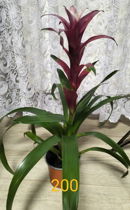 Продаж орхідей та зеленого