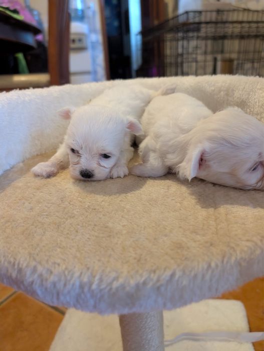 Bichon maltes super top