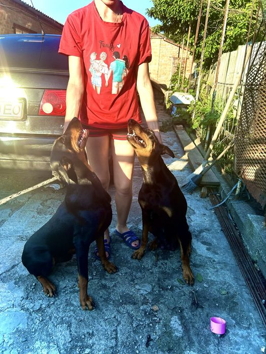 Добермани Чистокровні