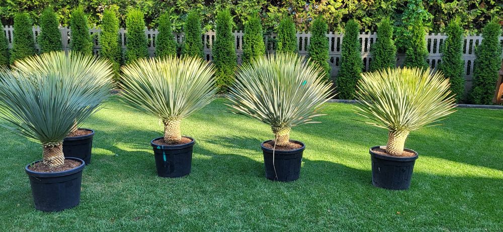 Yucca rostrata. Juka rostrata.