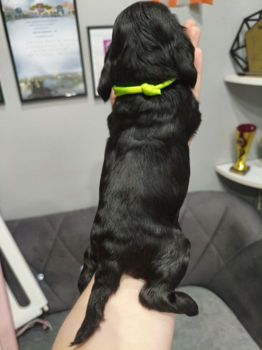 Ostatni dwaj chłopcy Cocker spaniel angielski