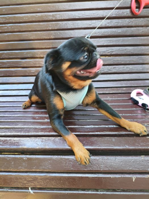 Придлагаеться для в'язки Пті Брабан.Гріфонсон.