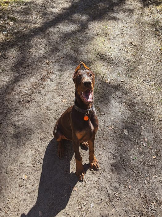 Sprzedam Dobermana Samca