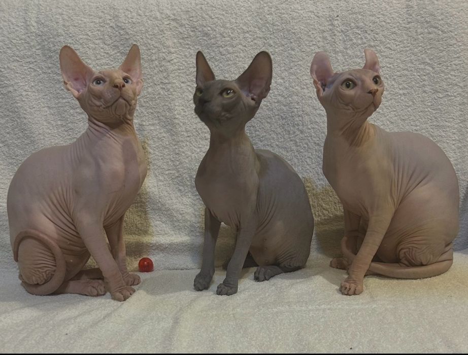 Кошеня Ельфійський сфінкс