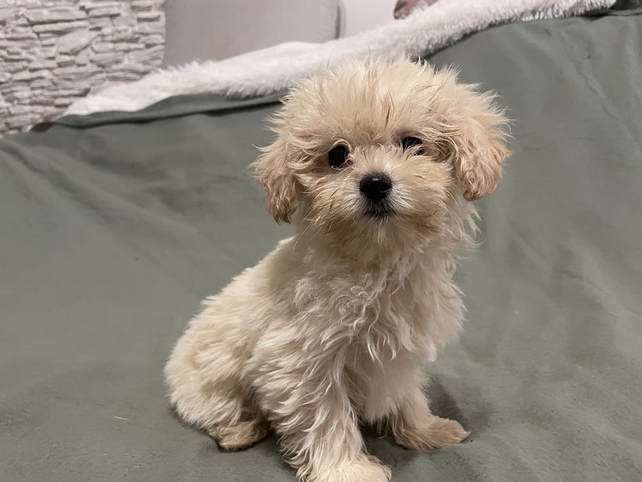 Maltipoo suczka mini