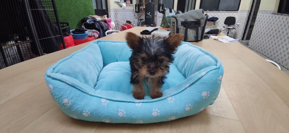 Yorkshire Terrier miniatura criado em ambiente familiar
