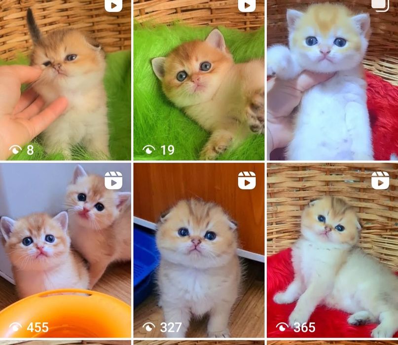 Вислоухие прямоухие Девочки Мальчики