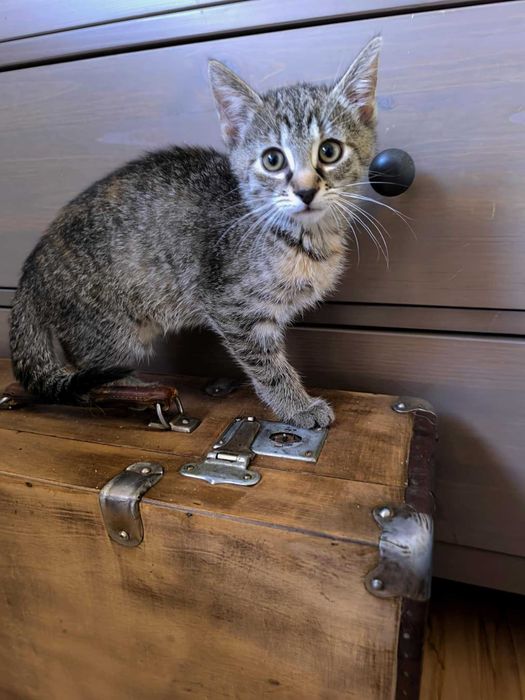 Lusi kocia piękność