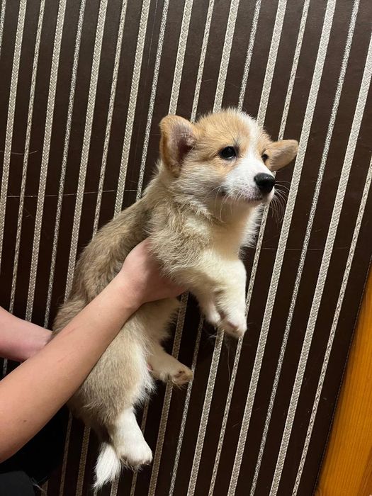 Дівчинка коргі пемброк