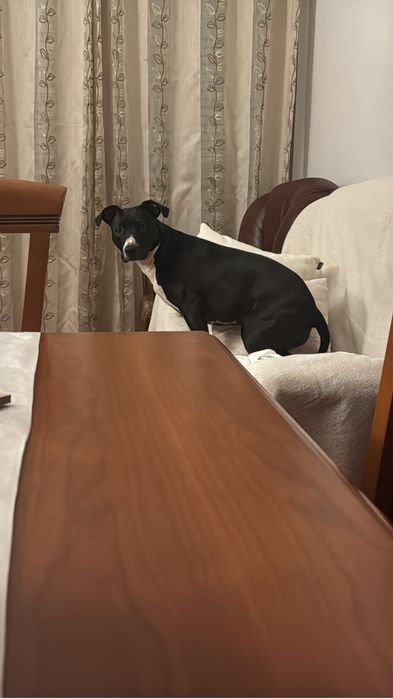 Cadela raçada pitbull e labrador