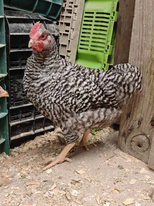 Frango pedrês portuguesa