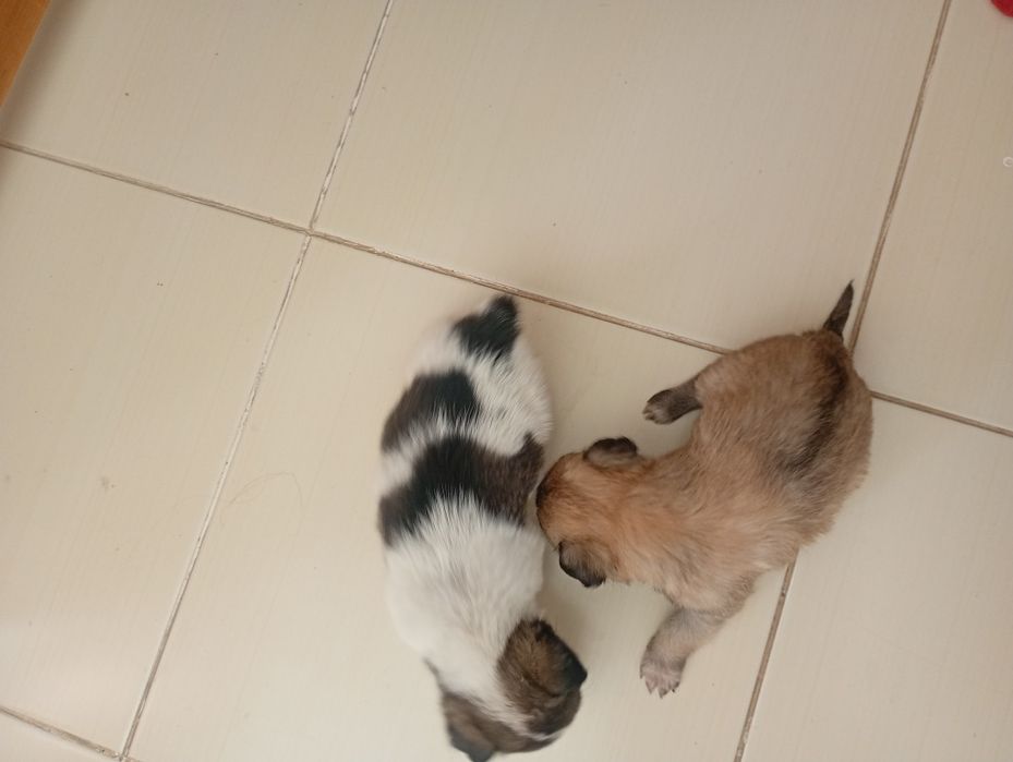 Віддам в добрі руки цуценят