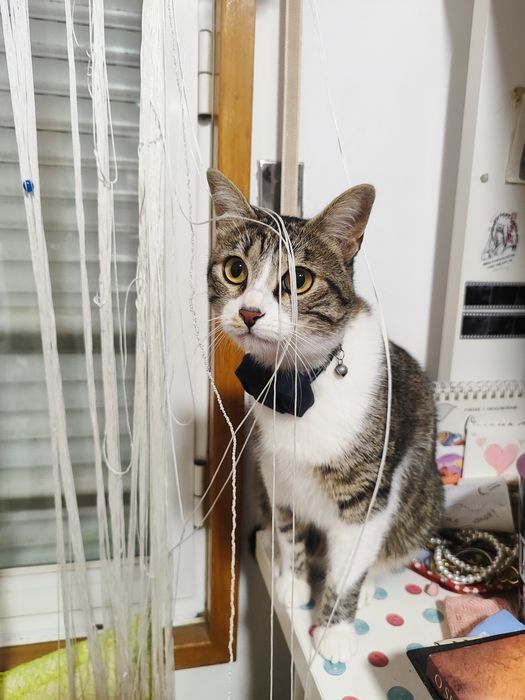 Pet sitting e dog walking no distrito do Porto