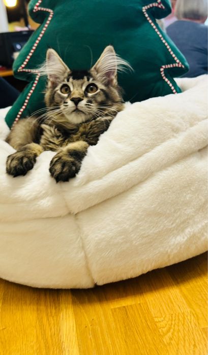 Kotka Maine Coon rodowód FPL/FIFA