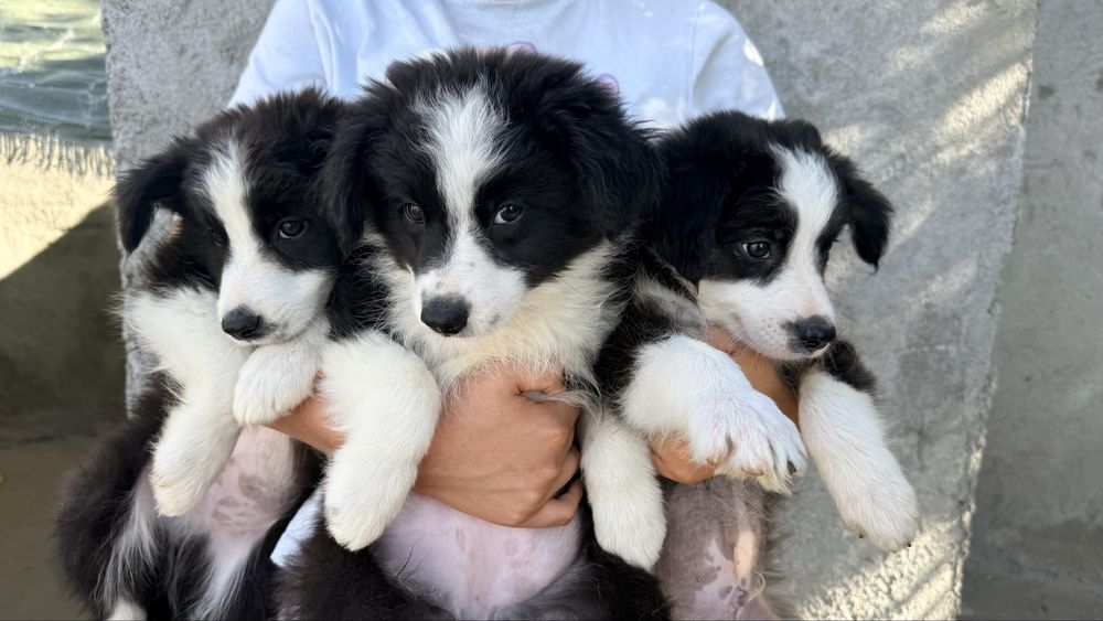 Border Collie Macho