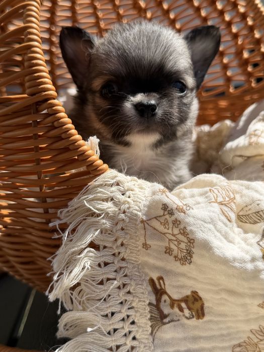 Chihuahua Dlugowłosa cudo sobolowy piesek