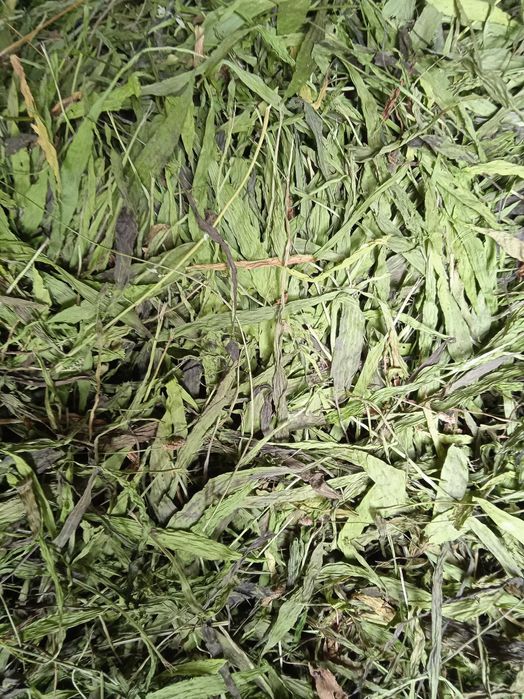 babka lancetowata nasiona