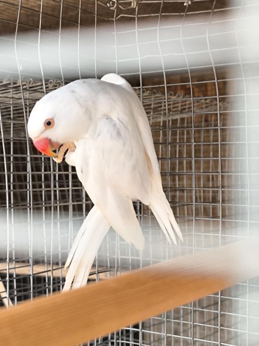 Ringneck Violeta MD CC