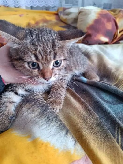 ласковые малыши очень ждут, когда хоть кто-то их полюбит.