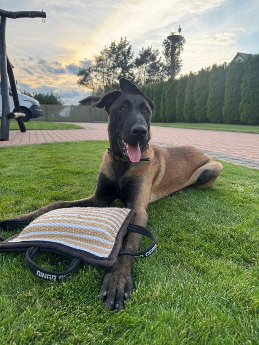 Owczarek Belgijski Malinois – masywny dobrze zbudowany pies  ZKwP/FCI