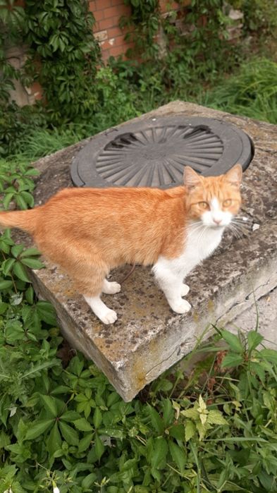 Кастрований молоденький котик в добрі ручки