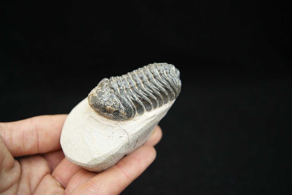 Fossil trilobite Morocops ovatus