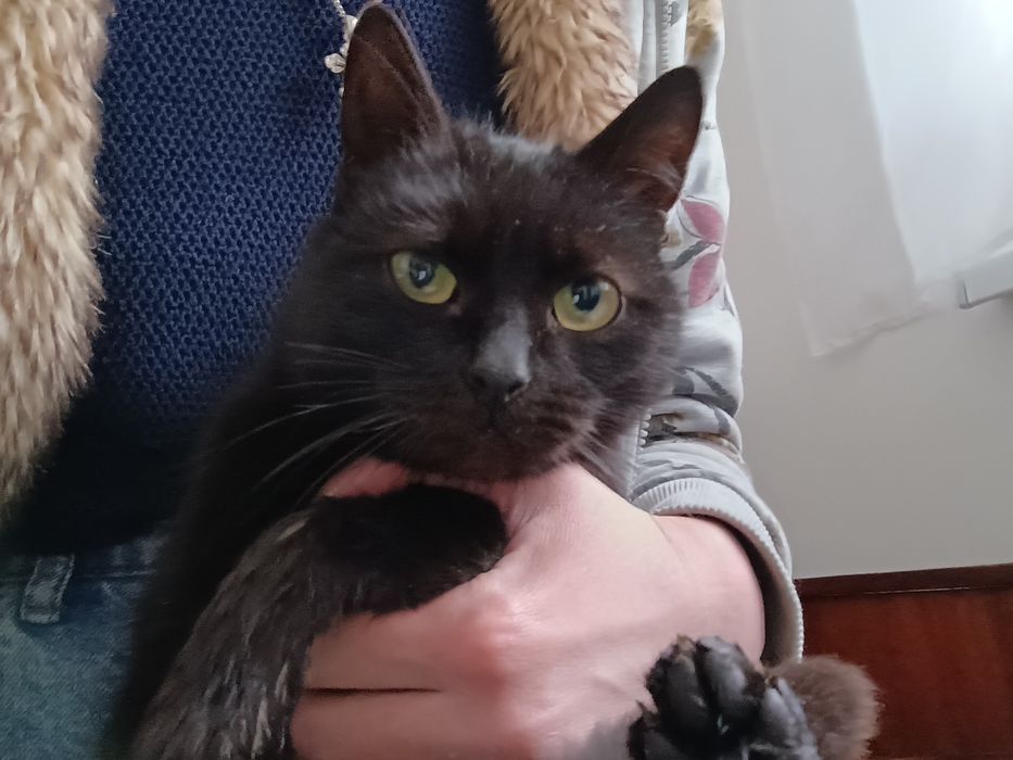 котик кішка киця