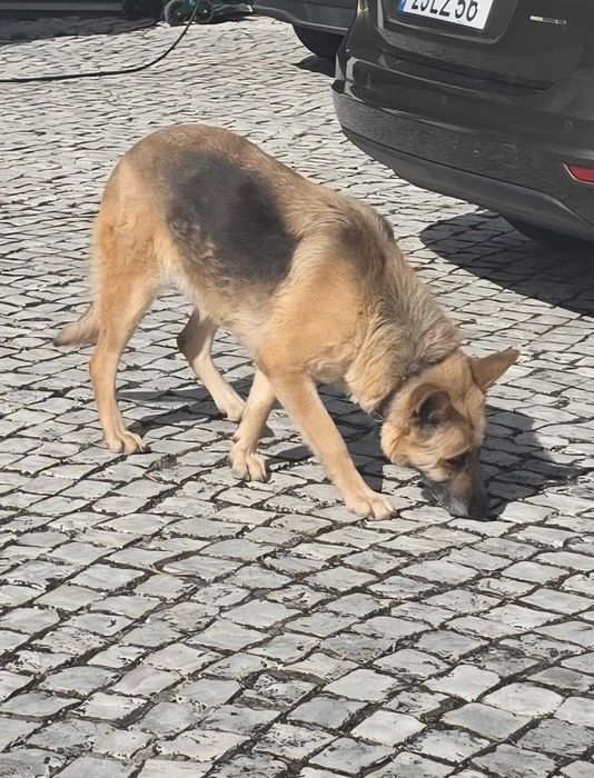Dá-se cadela Pastor Alemão com 4 anos