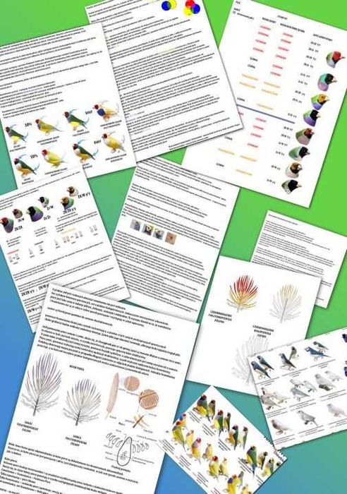 Poradnik amadyny 2024