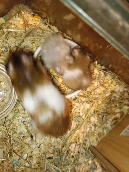 Мальчик и девочка малыши Хомяк