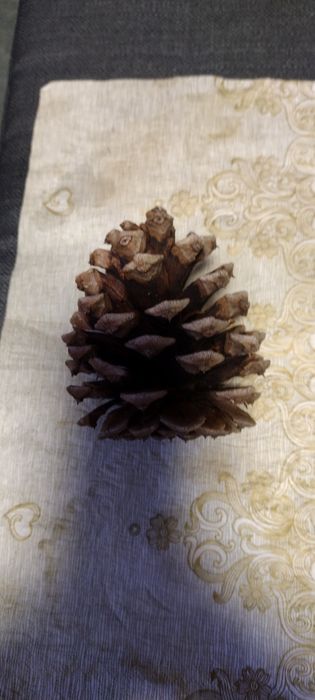 Szyszki trzy rodzaje