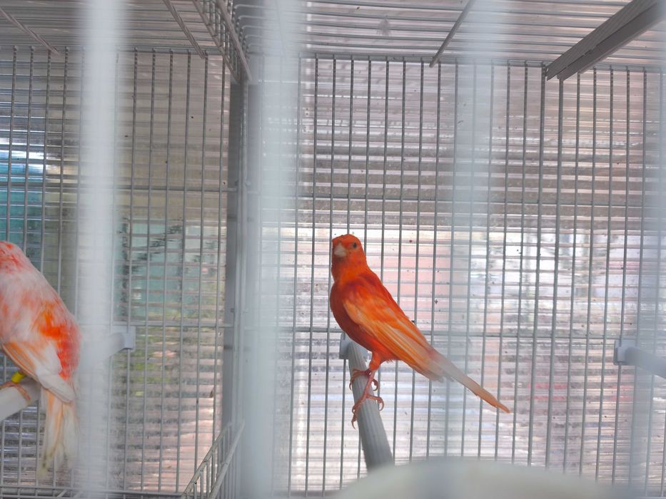 Canario Vermelho Macho de 2026