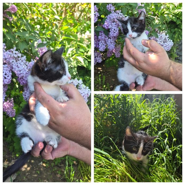 Віддам котиків 2 місяці