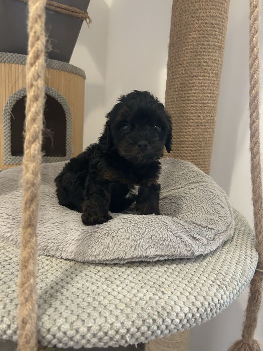 Казковий хлопчик йоркіпу