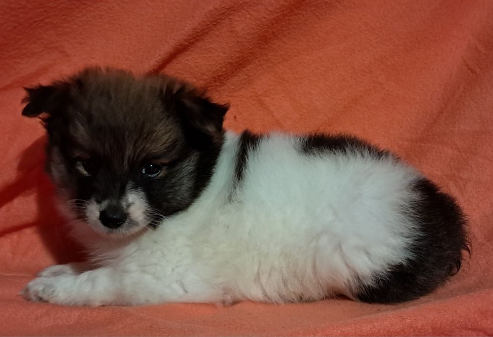 Spitz alemão anão [ lulu da promerania]