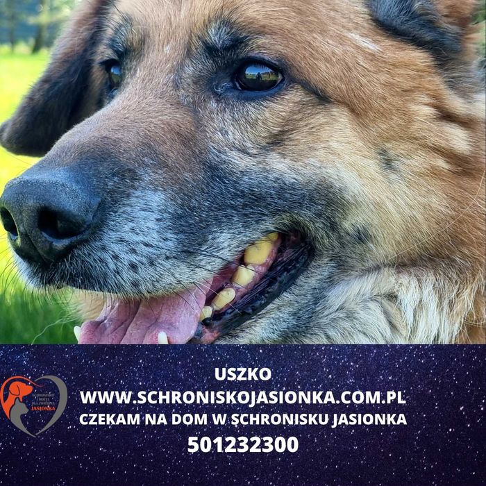 Uszko do adopcji – Schronisko Jasionka