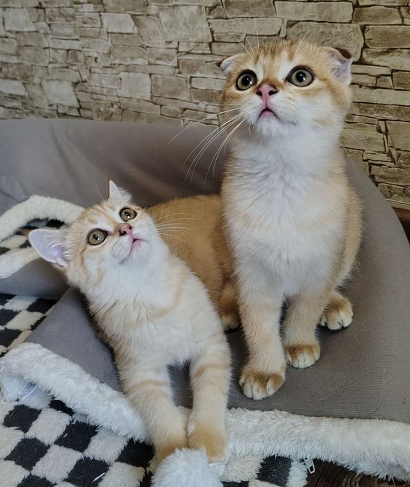 Шотландські кошенята