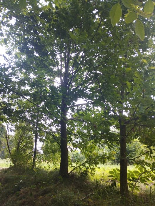 Sprzedam działkę budowlaną 23 ary, ze źródłem wody pitnej