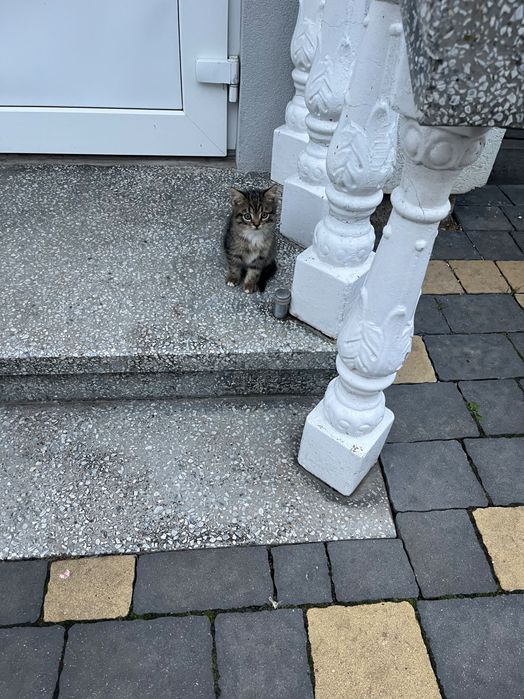 Віддам красивих кошенят, добрим людям.