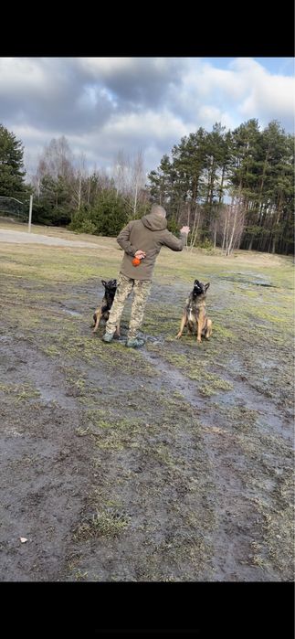 2 кобеля малінуа для в‘язки