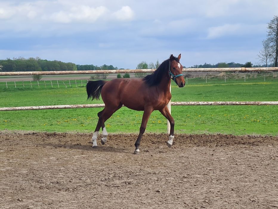 Klacz Delicja C WLKP