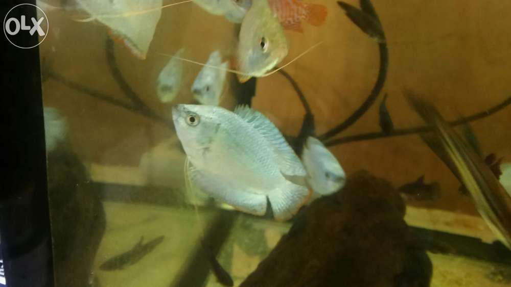 Prętnik karłowaty - neonowy