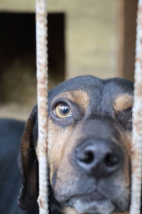 Kochany samiec Dasti czeka na adopcję