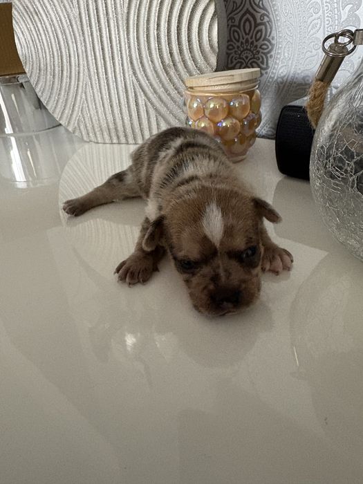 Chihuahua piesek merle